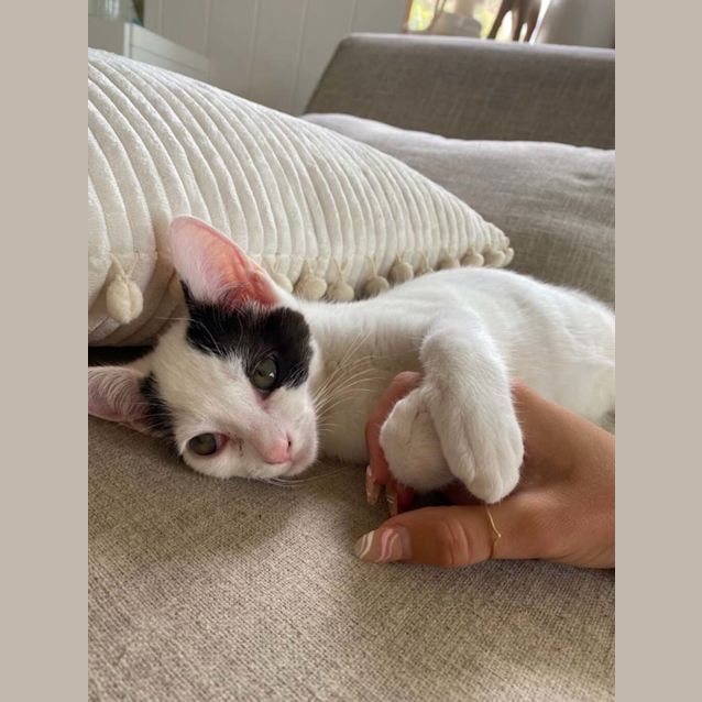 Photo of Brahman/Lilo