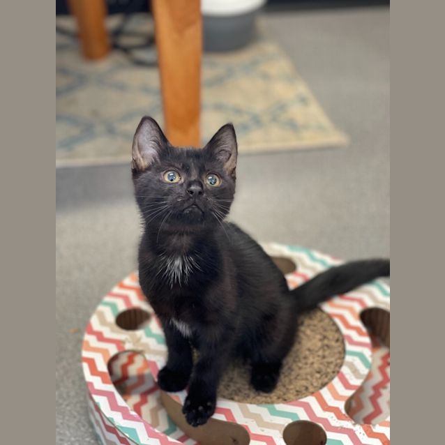 Photo of Felix