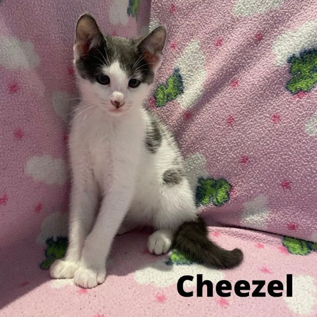 Photo of Cheezel