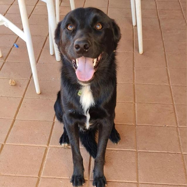 Photo of Dozer