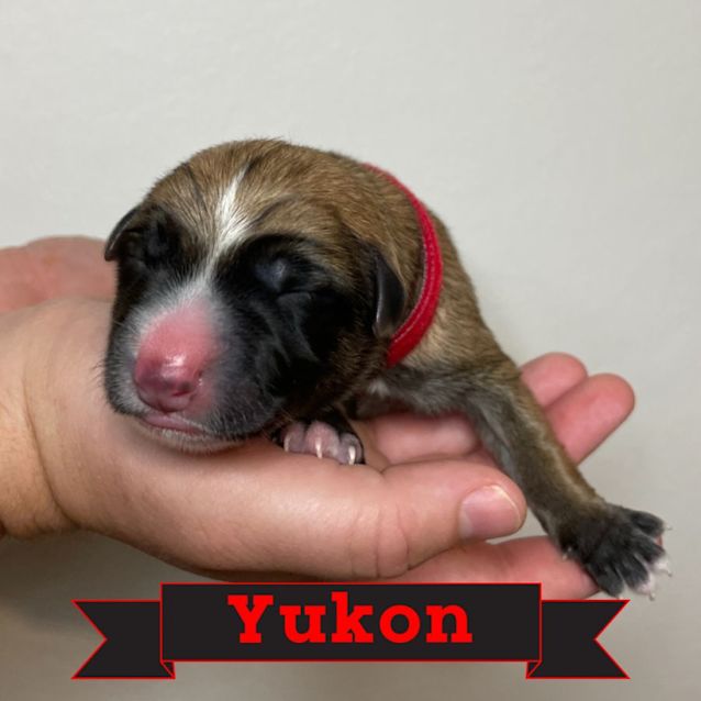 Photo of Yukon