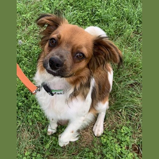 Photo of Buddy