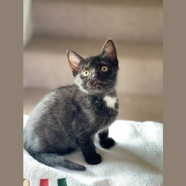 Photo of Juno