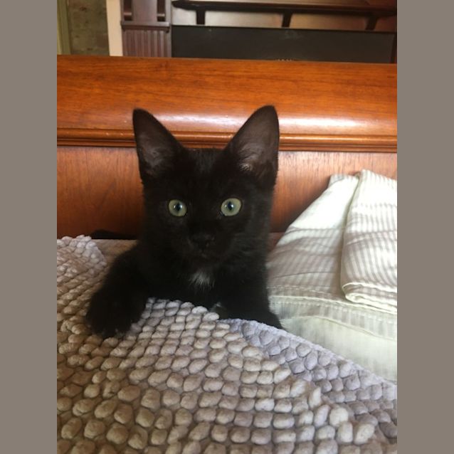 Photo of Mozzarella