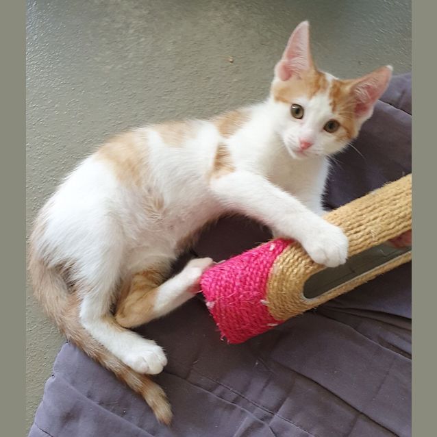 Photo of Dexter