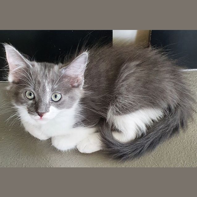 Photo of Solomon