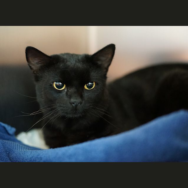 Photo of Oreo