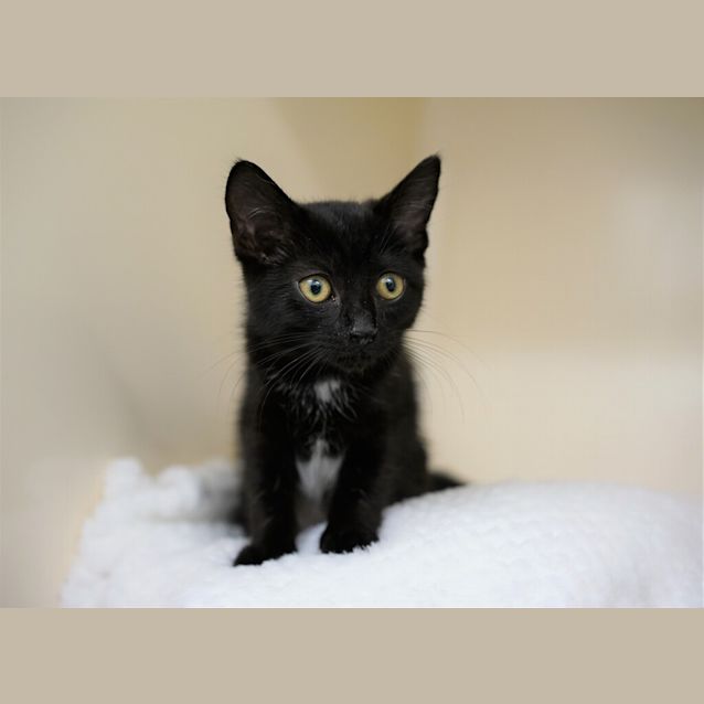 Photo of Poppy