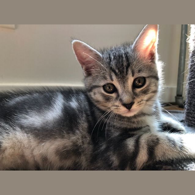 Photo of Atlas   7 Week Old Male (On Trial 06/02/22)