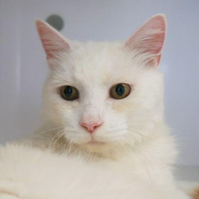 Photo of Snowy Sua009254