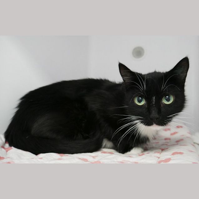 Photo of Toni Sua009252