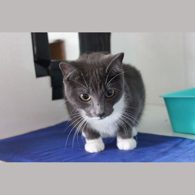 Photo of Tinsel