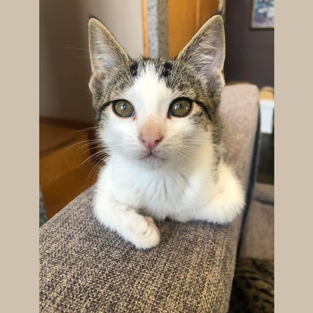 Photo of Beans
