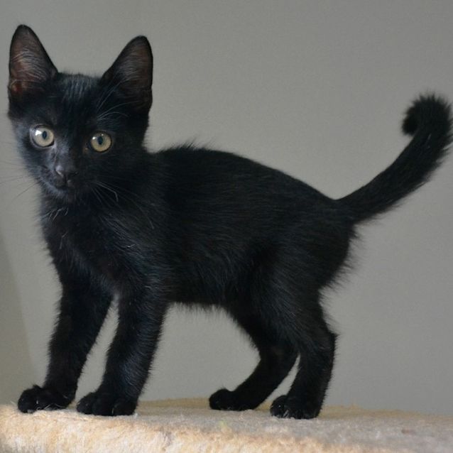 Photo of Raven