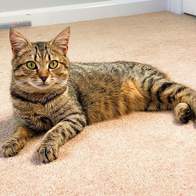 Photo of Meowy Poppins