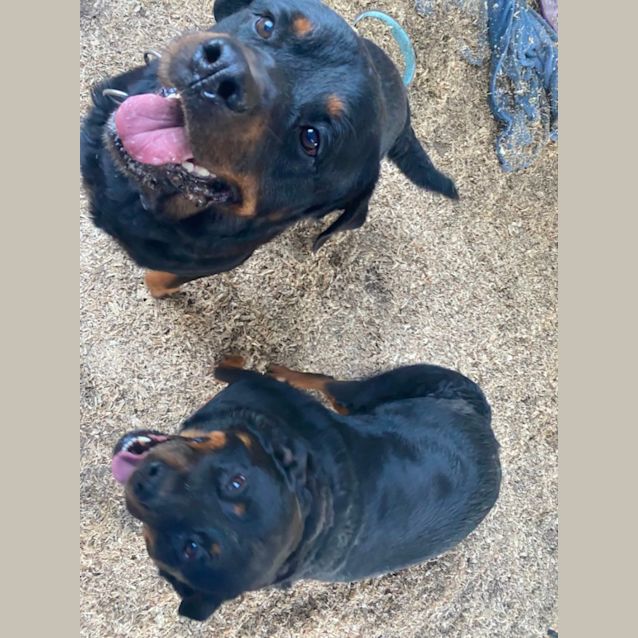 Photo of Benji And Lilo