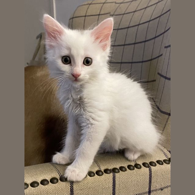 Photo of Chili