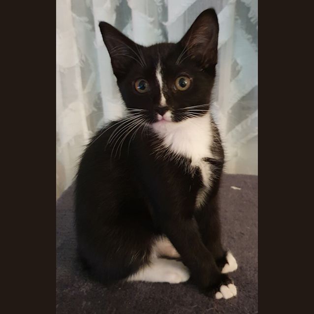 Photo of Amber