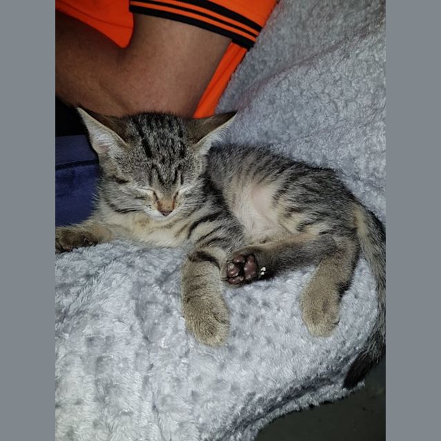 Photo of Jake ** 2nd Chance Cat Rescue**