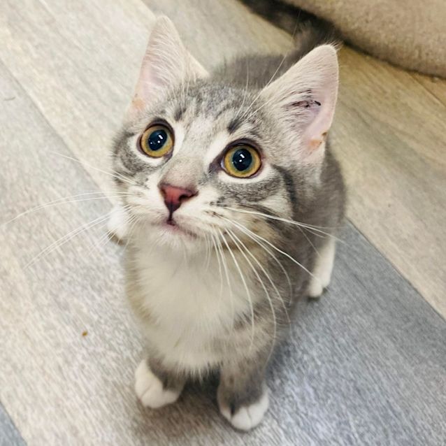 Photo of Molly   Located In Preston