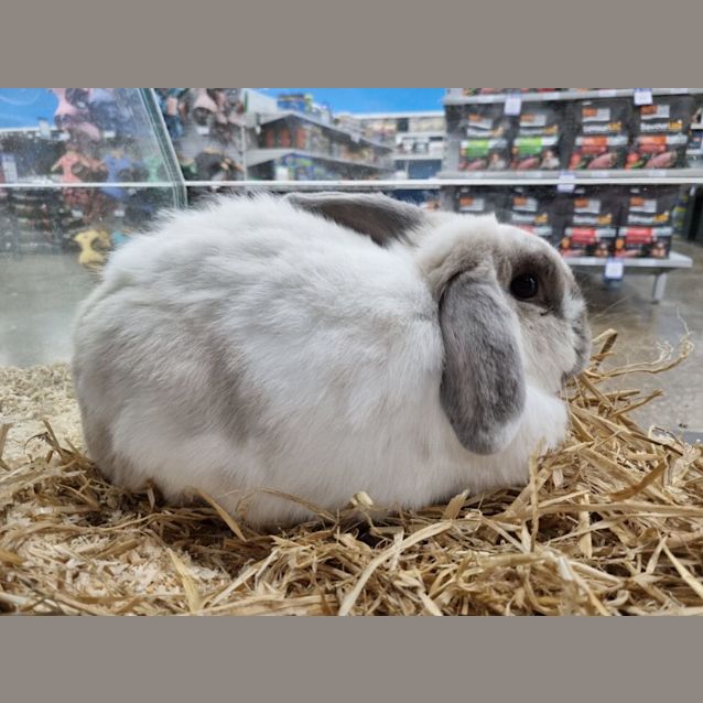 Photo of Marshmallow 
