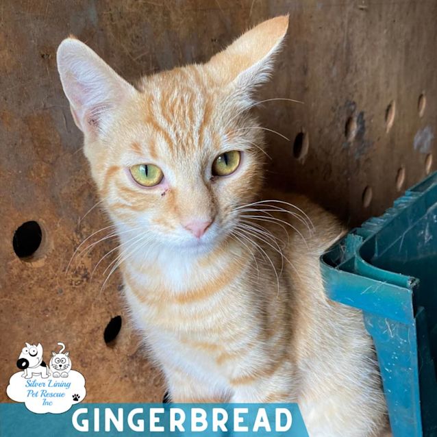 Photo of Gingerbread