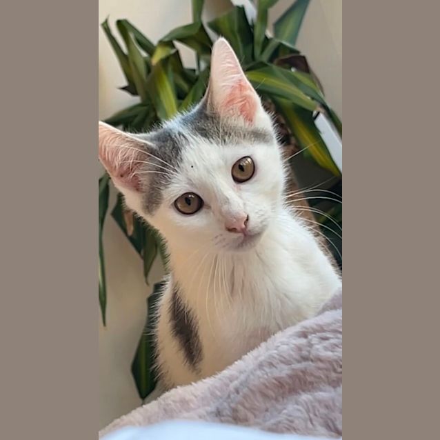 Photo of Latte & Lotus 