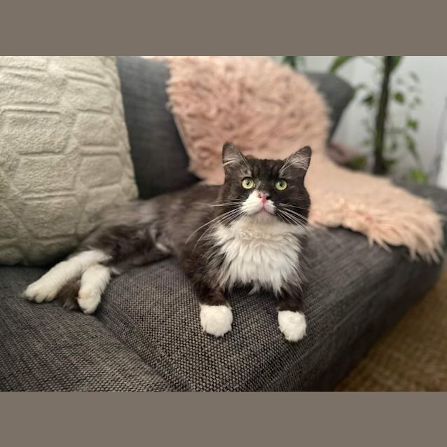 Photo of Smooch