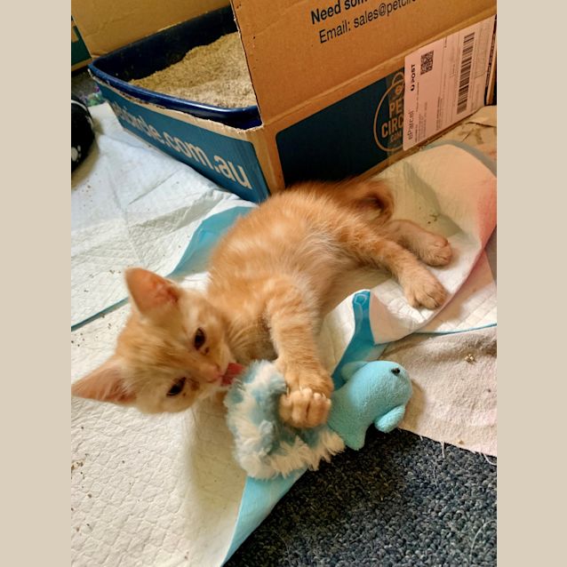 Photo of Pumpkin Pawsome!