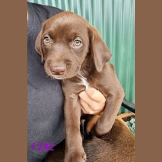 Photo of Honey