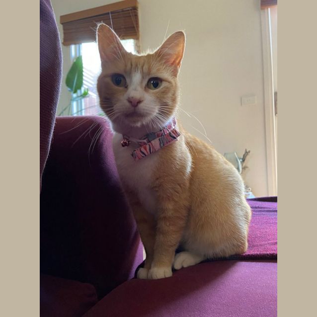 Photo of Meggs
