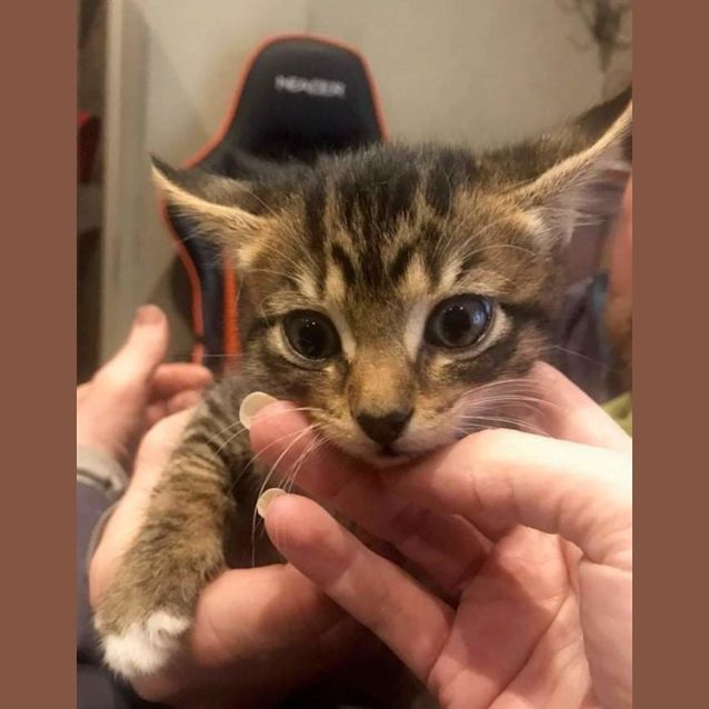 Photo of Mittens ❣