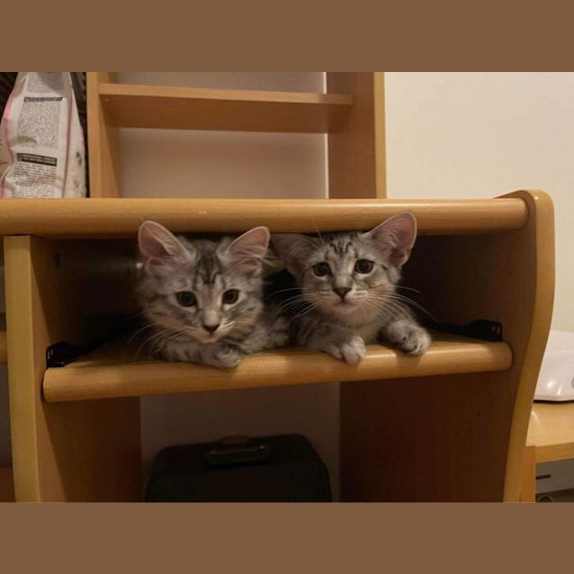 Photo of Gnocchi & Linguini 