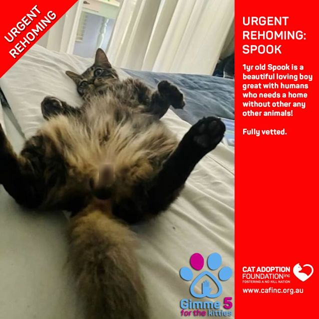 Photo of Spook