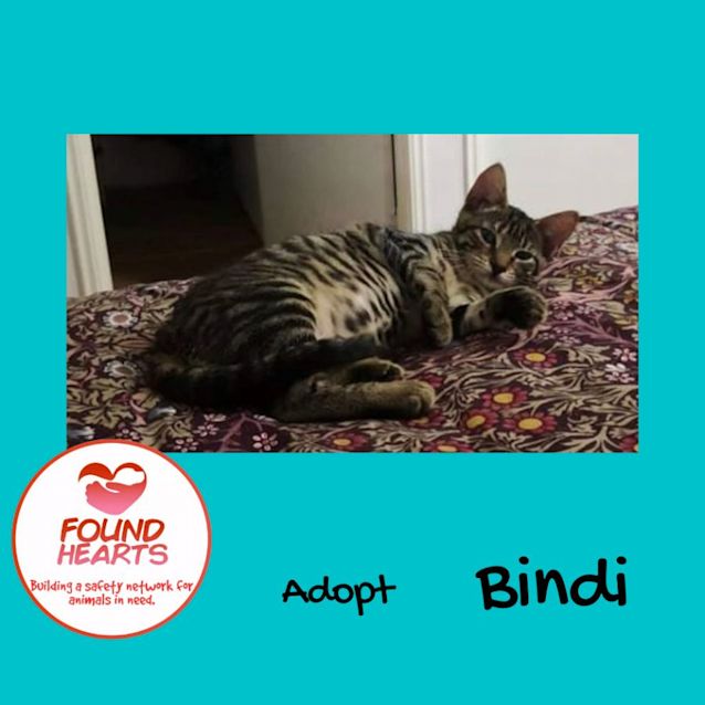 Photo of Bindi