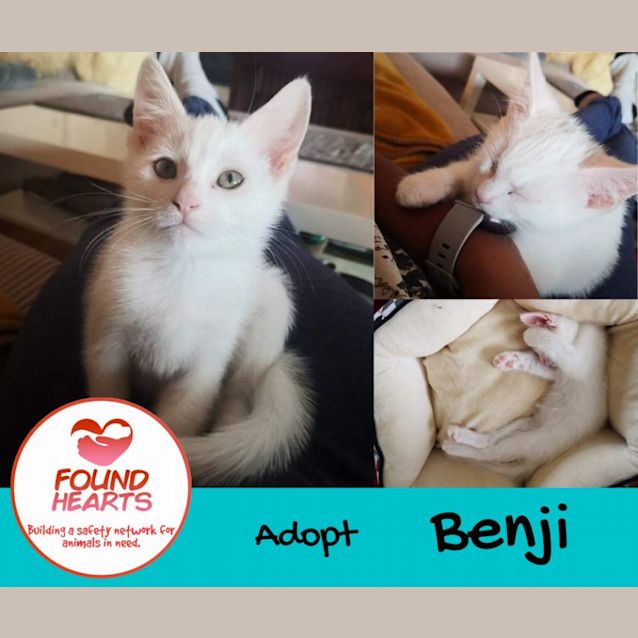 Photo of Benji