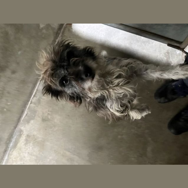 Photo of Bugsy