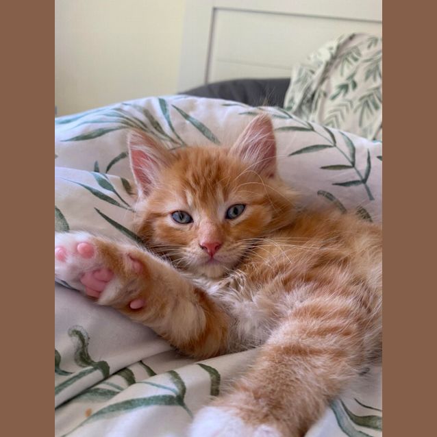 Photo of Josh**2nd Chance Cat Rescue**
