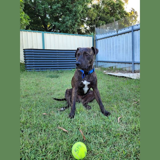Photo of Rusty ~ 16mo Staffy X