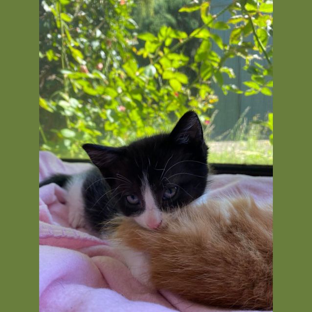 Photo of Miles**2nd Chance Cat Rescue**