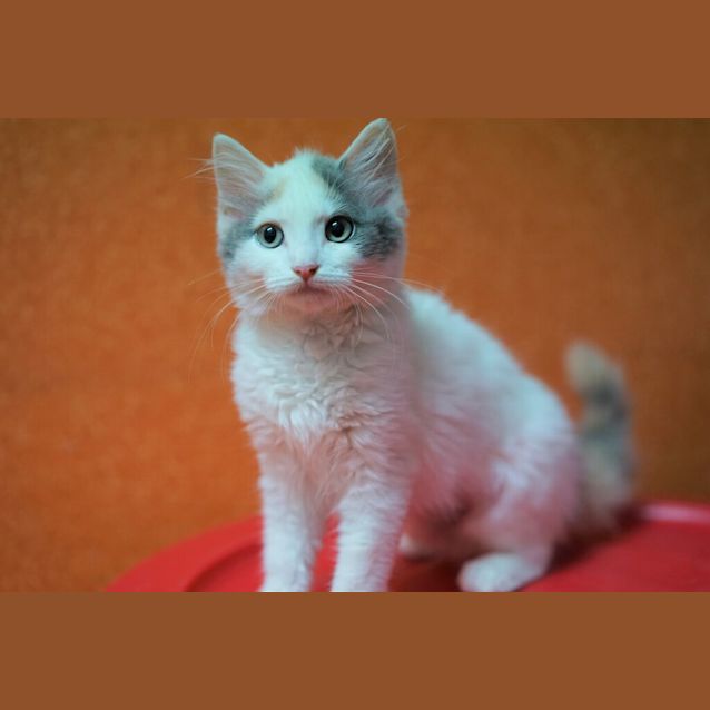 Photo of Rosie