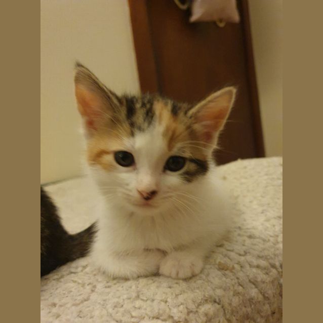 Photo of Trifle