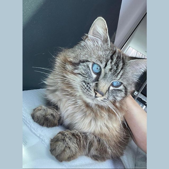 Photo of Lord Fluffington