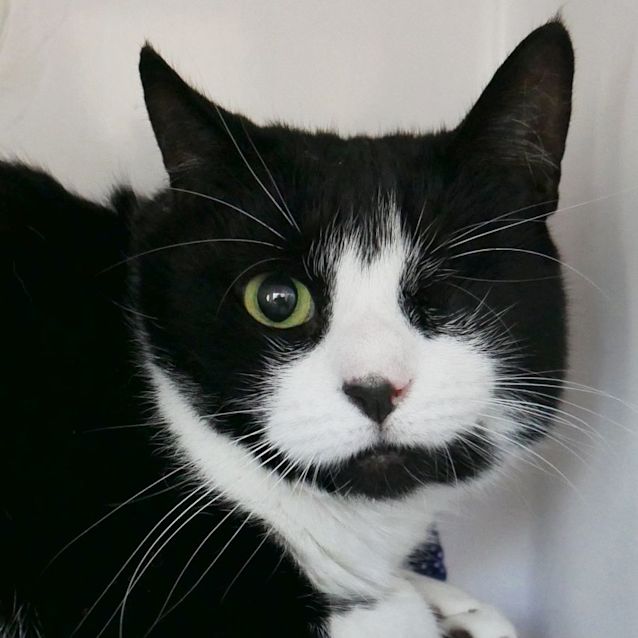 Photo of Big Cat (Bc) Sua009523