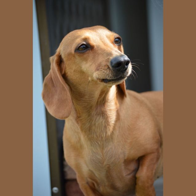 Photo of Lula ~ 3yr Old Dachshund