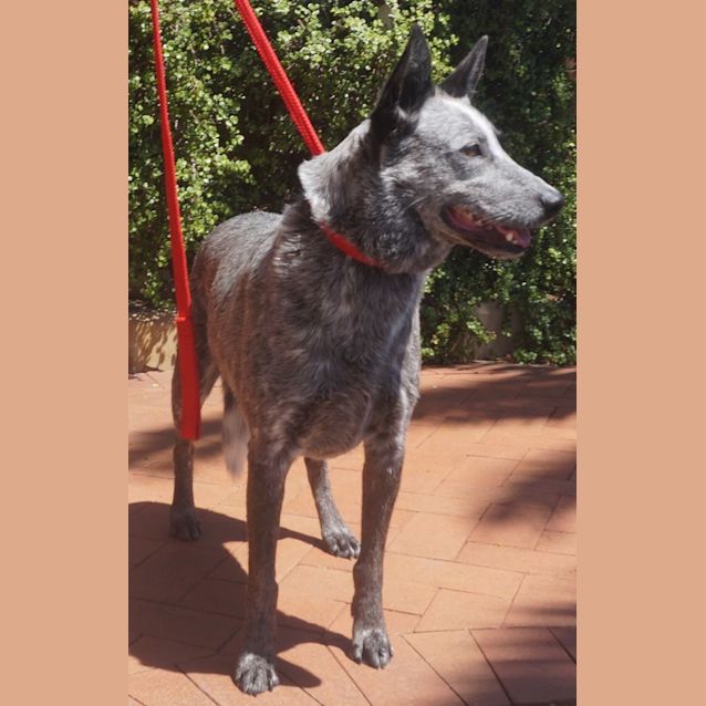 Photo of Duke