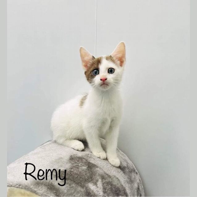 Photo of Remy