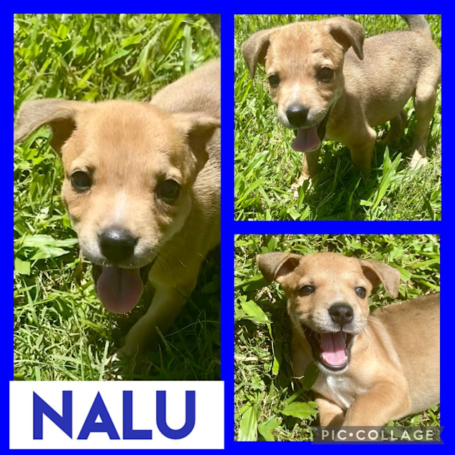 Photo of Nalu