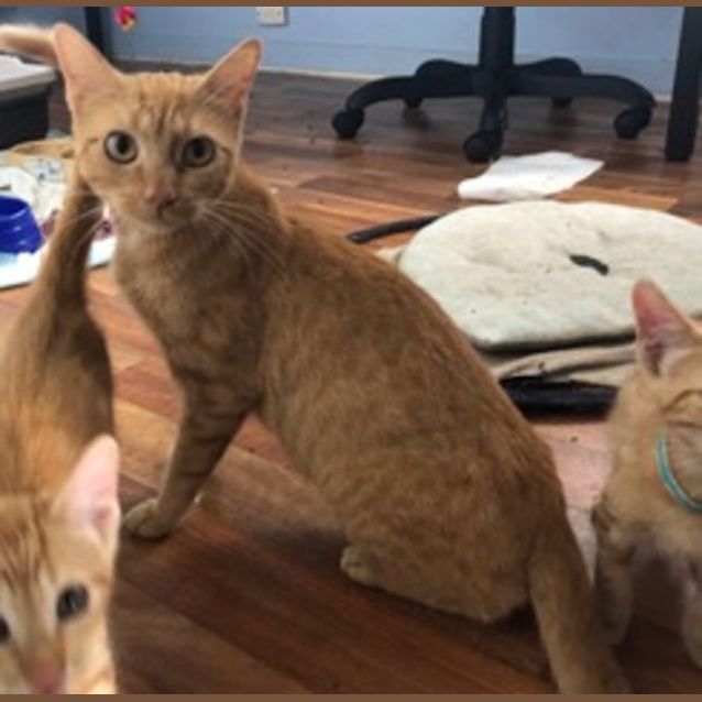 Photo of C937  Mango