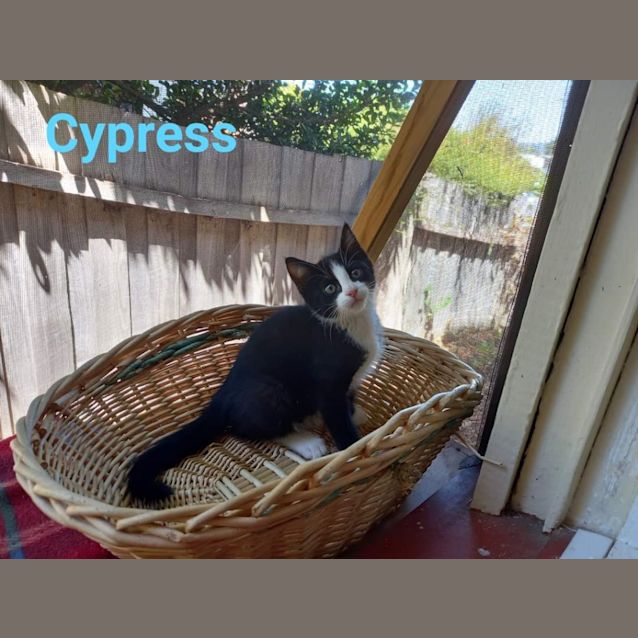 Photo of Cypress